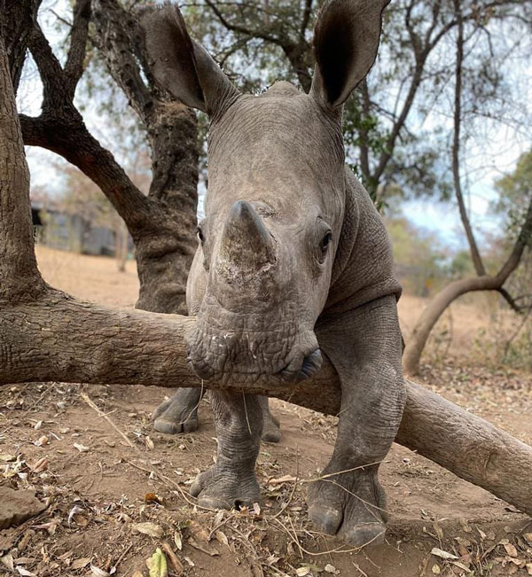 Rhino Rescue Centre - The Rhino Orphanage