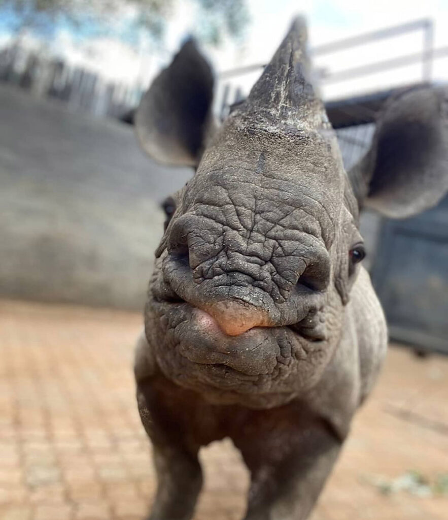 help save rhinos in Africa with the Rhino Orphanage
