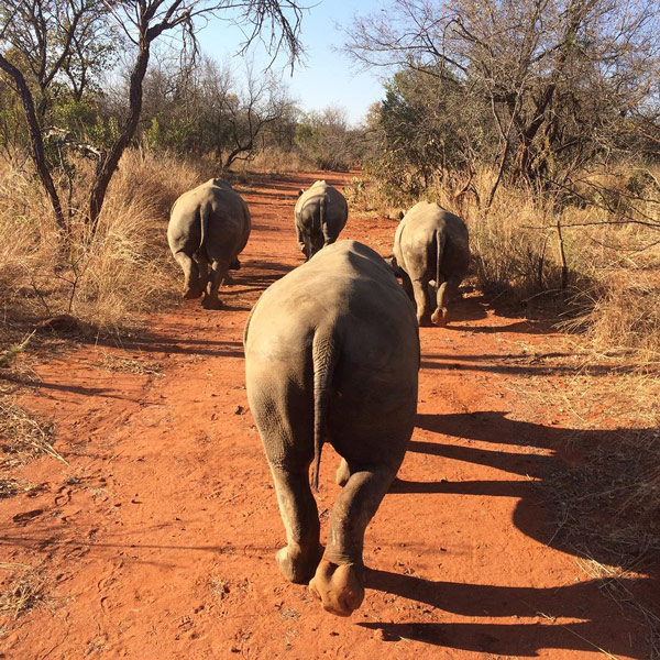 releasing rhinos after rehabilitation