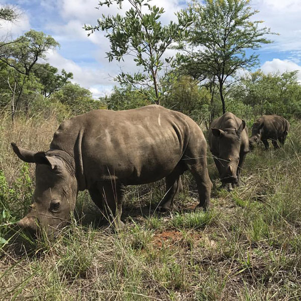 rhino rescue and rehabilitation