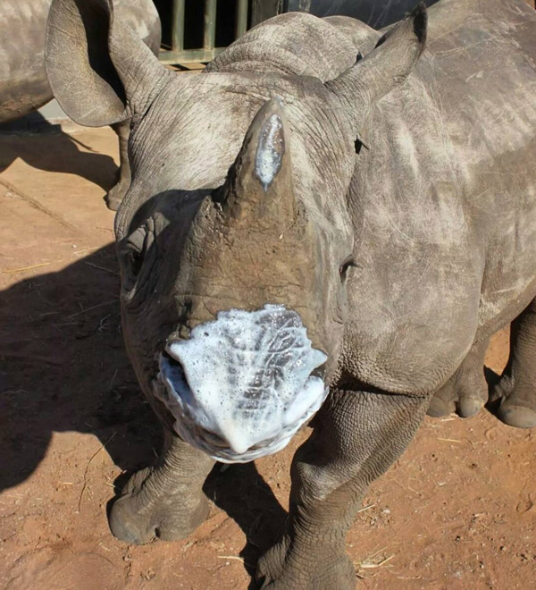 About The Rhino - The Rhino Orphanage