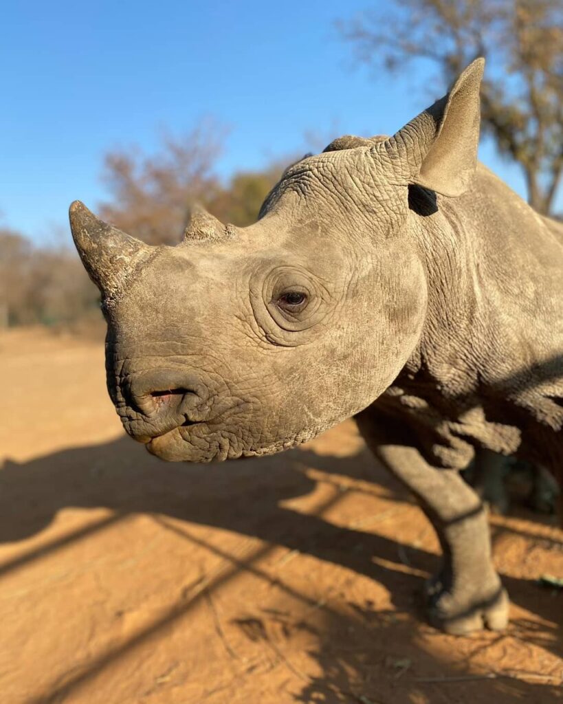 About The Rhino - The Rhino Orphanage