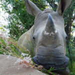 Adopt white rhino orphan, Kabira