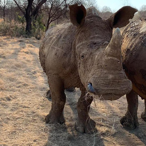 Rhino Rescue Stories - The Rhino Orphanage