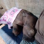 baby rhino orphans photos