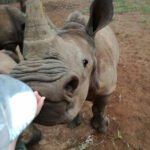 baby rhino pictures