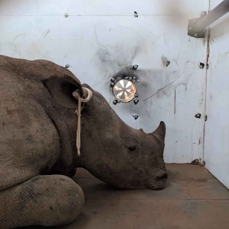 Lorinda Hern - Co Founder - Rhino Rescue Project