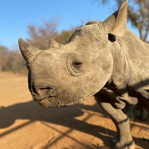 Adopt Robynne - Orphan Black Rhino