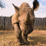 Adopt Black Rhino Orphan, Ryan