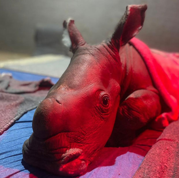 Rhino Rescue Stories - The Rhino Orphanage